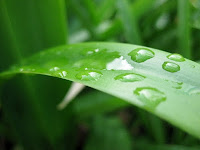 Give Your Soul A Break Wet Blade of Grass by Solitude12 Give Your Soul A Break