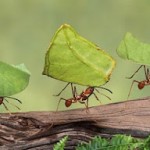 ants-3 ants-3