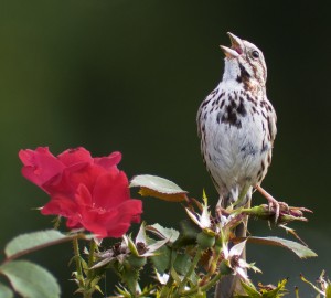 doing what it does best melospiza melodia 300x270 Finding My Voice