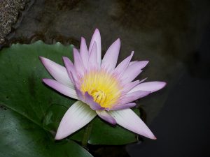 Beautiful Flower beautiful flower 300x225 What Surprises Us