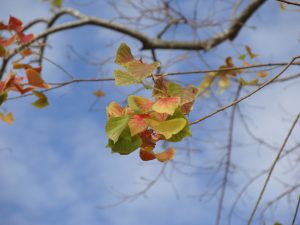 Clinging to remnants of Fall. clinging to remnants of fall 300x225 What Surprises Us