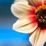 Project52 - Week One: Dahlia