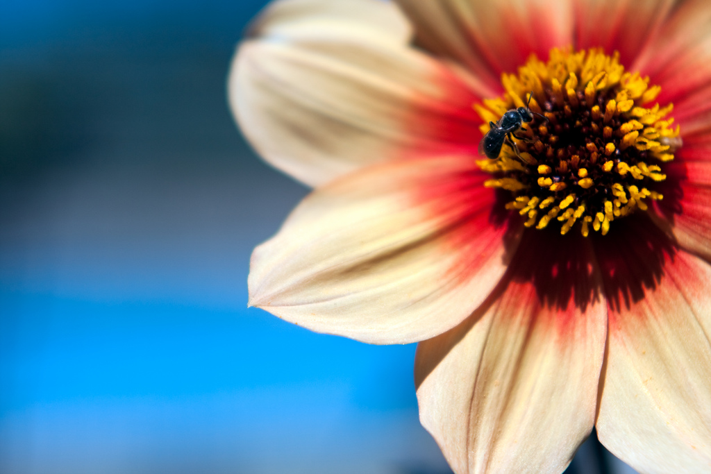Keeping It Authentic project52 week one dahlia Keeping It Authentic