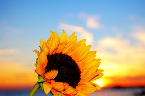 Like A Sunflower basting 300x199 Like A Sunflower